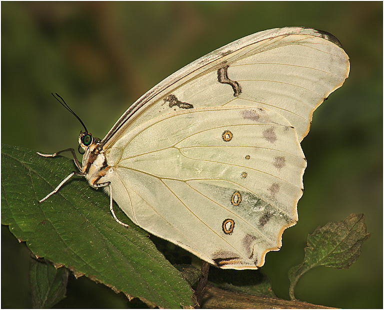 Butterfly World 2011 9331A Ivory Wings   P O'Malley
